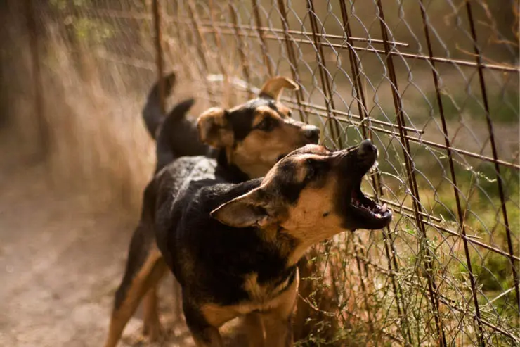 Dog bites